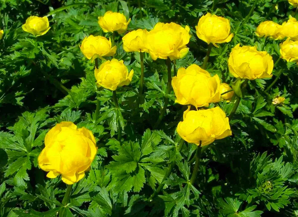 Купальница европейская Trollius europaeus