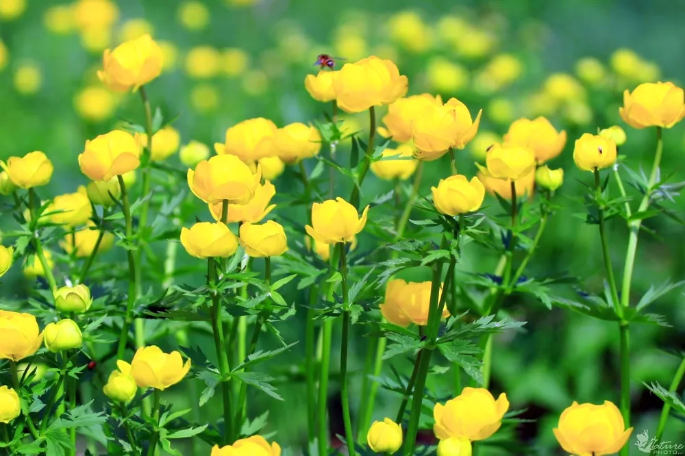 Купальница европейская Trollius europaeus