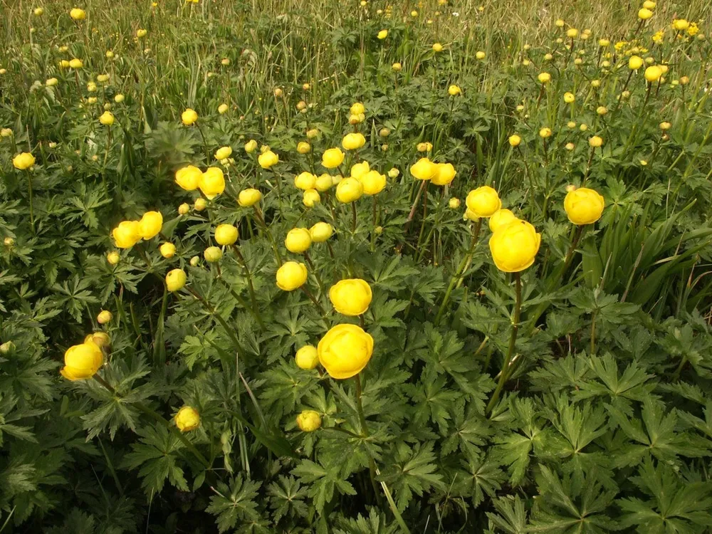 Купальница европейская Trollius europaeus