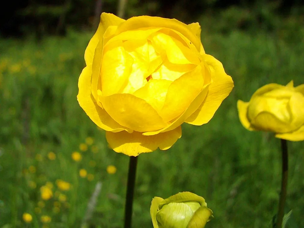 Купальница Trollius