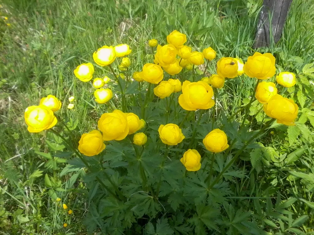 Купальница Trollius