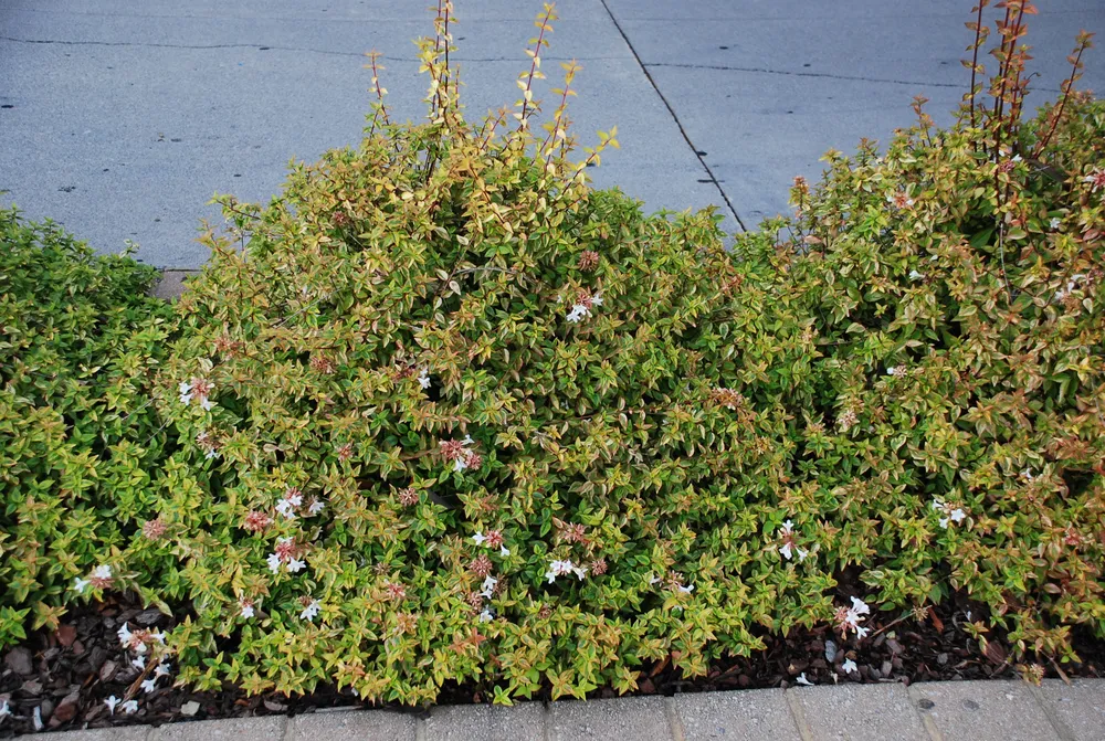 Кустарники Abelia grandiflora