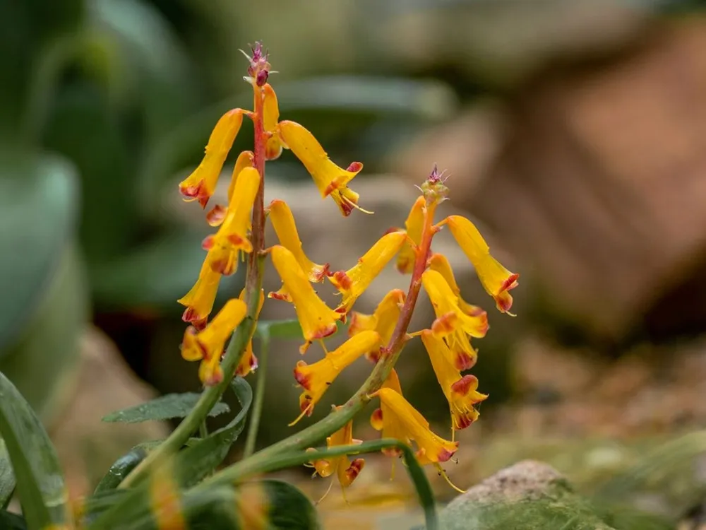 Lachenalia pusilla