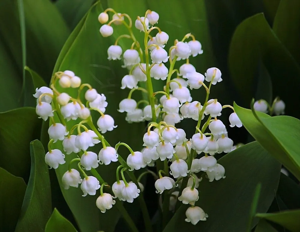 Ландыш Convallaria Majalis