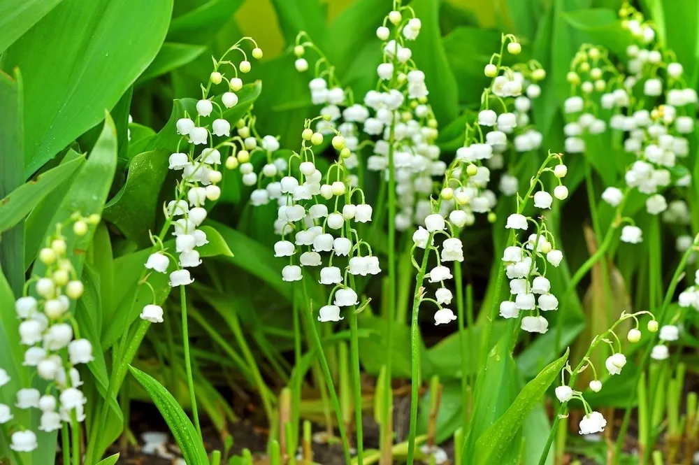 Ландыш Майский Convallaria Majalis