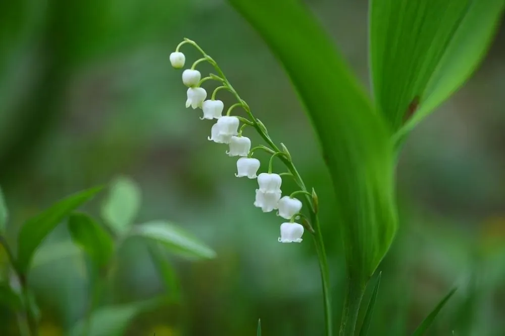 Ландыш Майский Convallaria Majalis l.