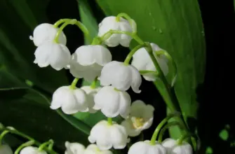 Ландыш Майский grandiflora