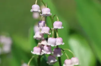 Ландыш Майский rosea