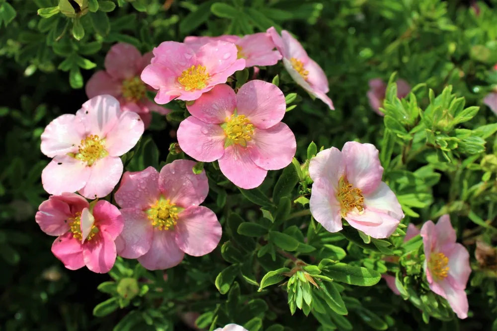 Лапчатка кустарниковая Potentilla fruticosa