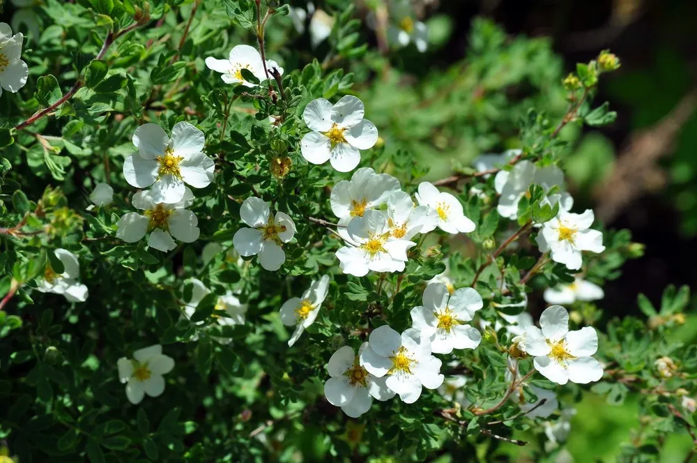 Лапчатка кустарниковая Potentilla fruticosa