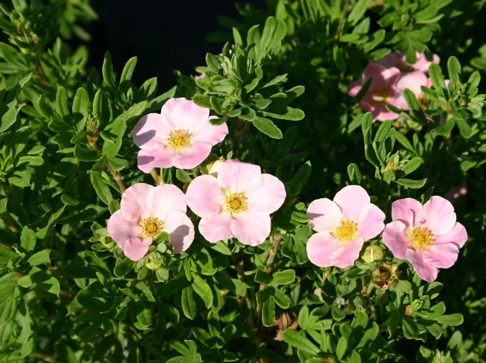 Лапчатка Lovely Pink