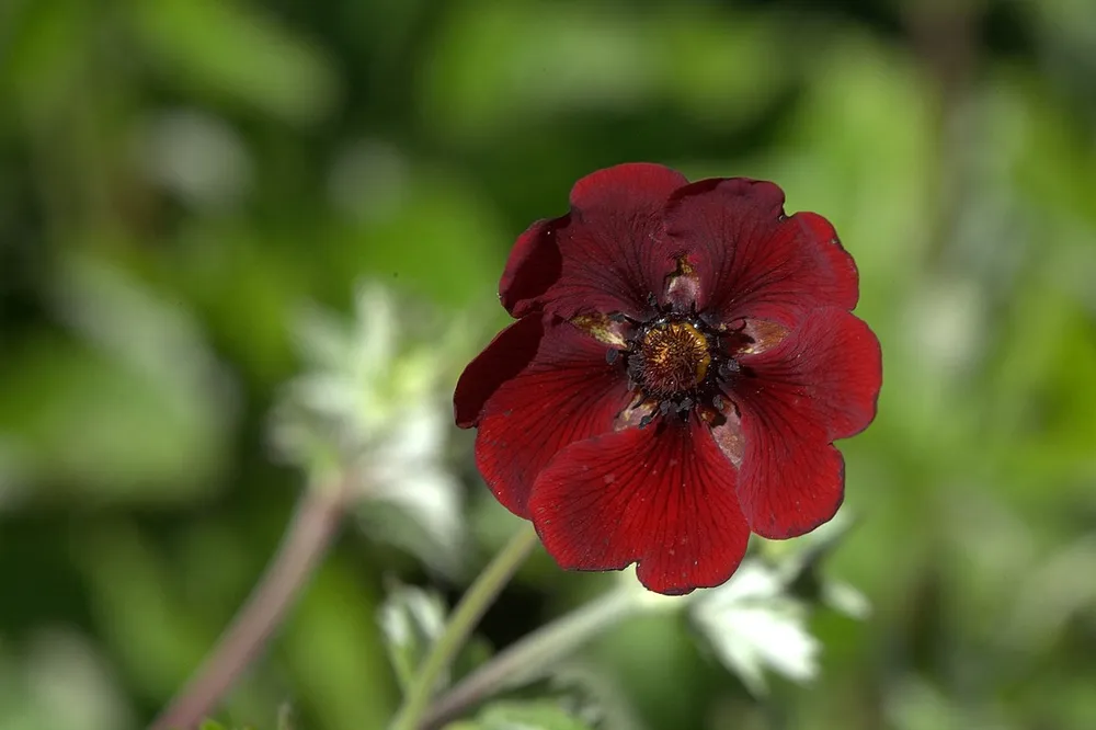 Лапчатка Potentilla atrosanguinea Red