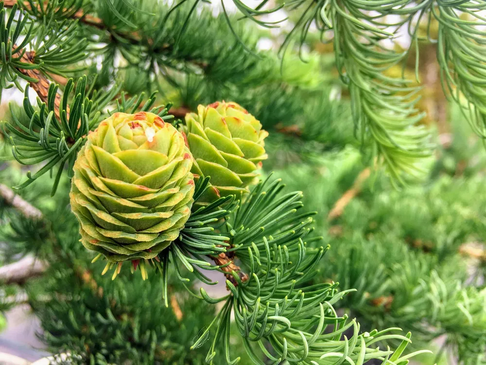 Larix kaempferi