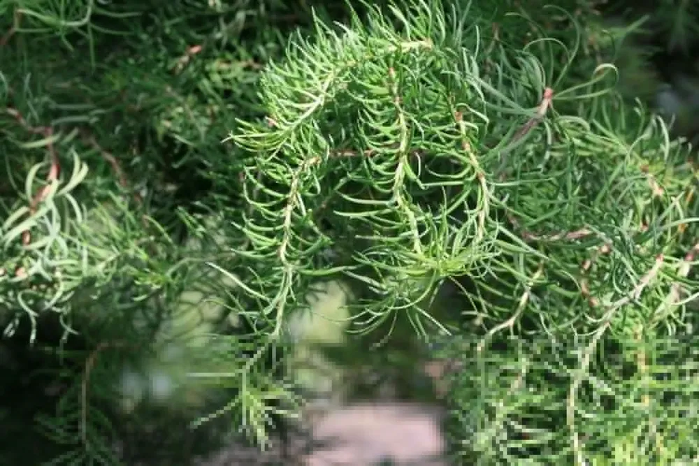 Larix kaempferi Diana