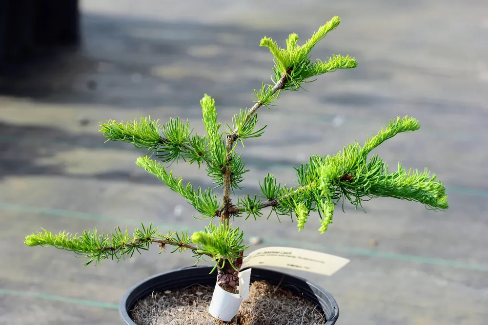 Larix kaempferi Diana