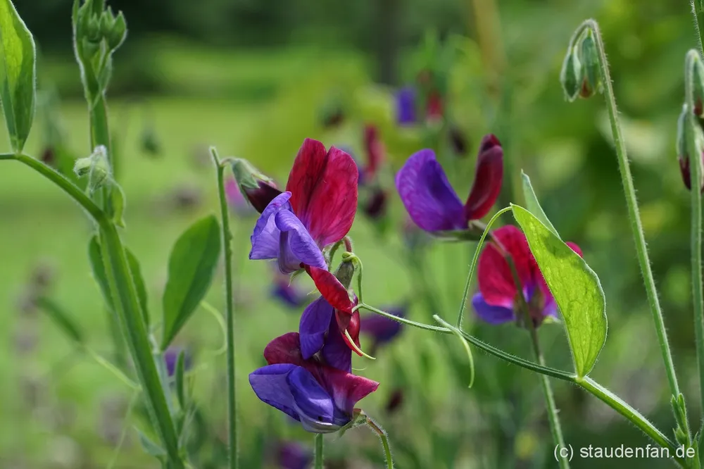 Lathyrus odoratus