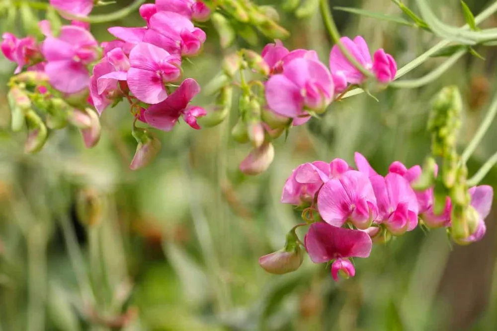 Lathyrus odoratus