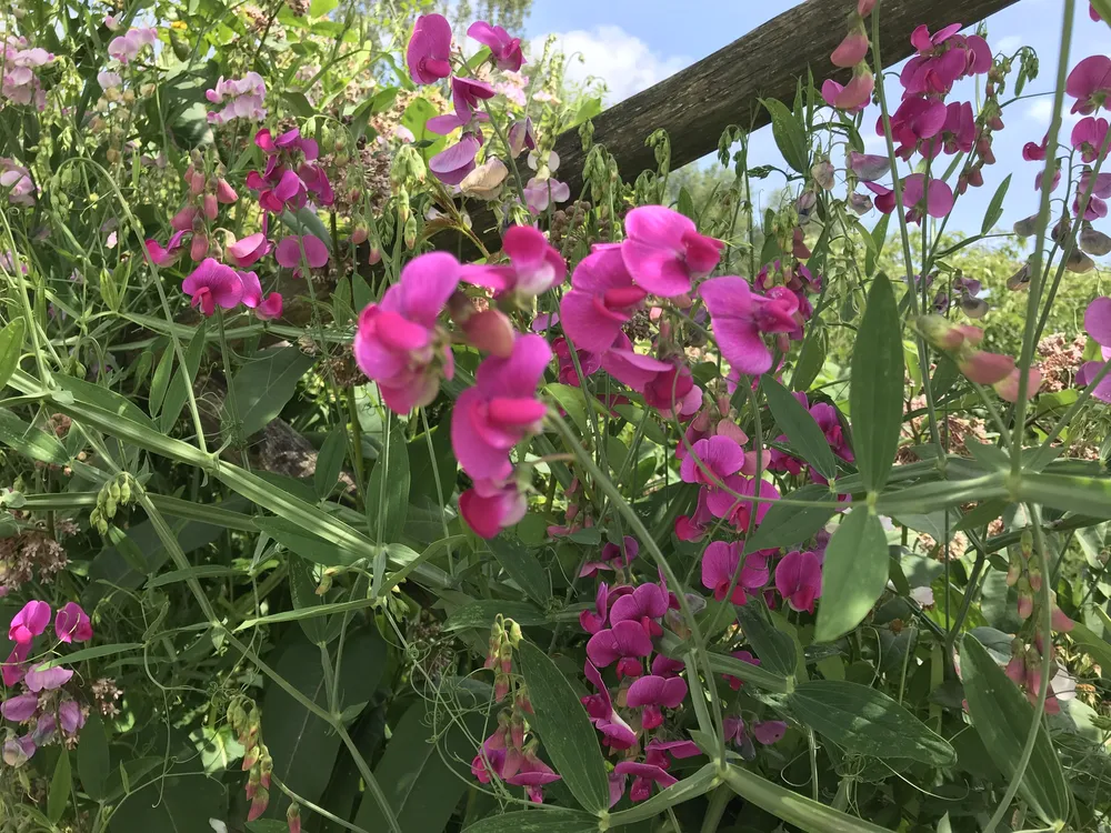 Lathyrus odoratus