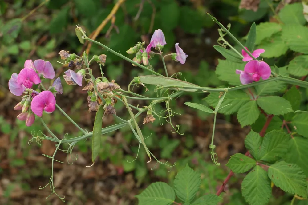 Lathyrus odoratus