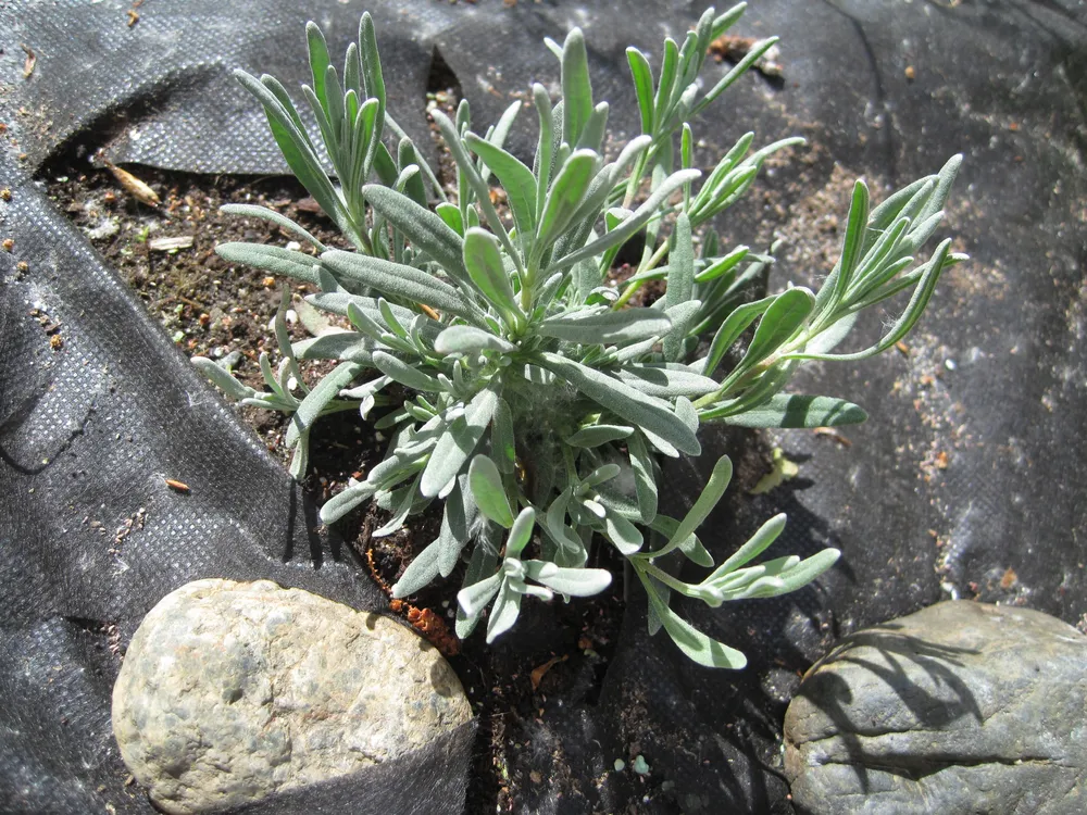 Лаванда Edelweiss