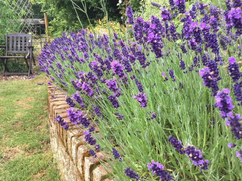 Лаванда узколистная Hidcote