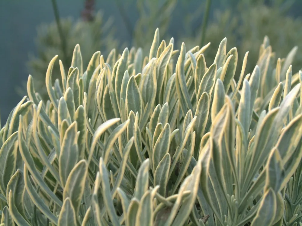 Lavandula ×Intermedia Silver Edge Walvera