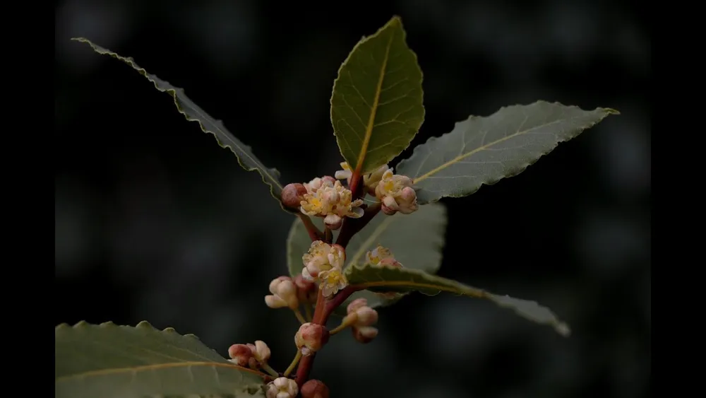 Лавр благородный Laurus Nobilis