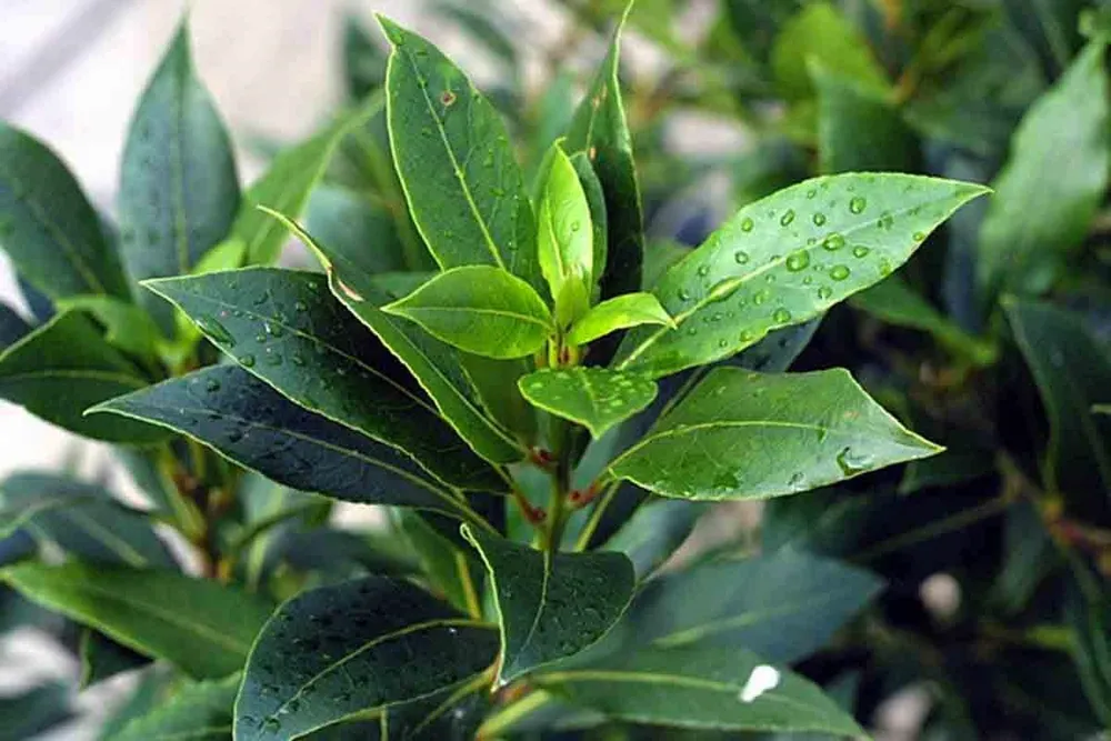 Лавр благородный Laurus Nobilis