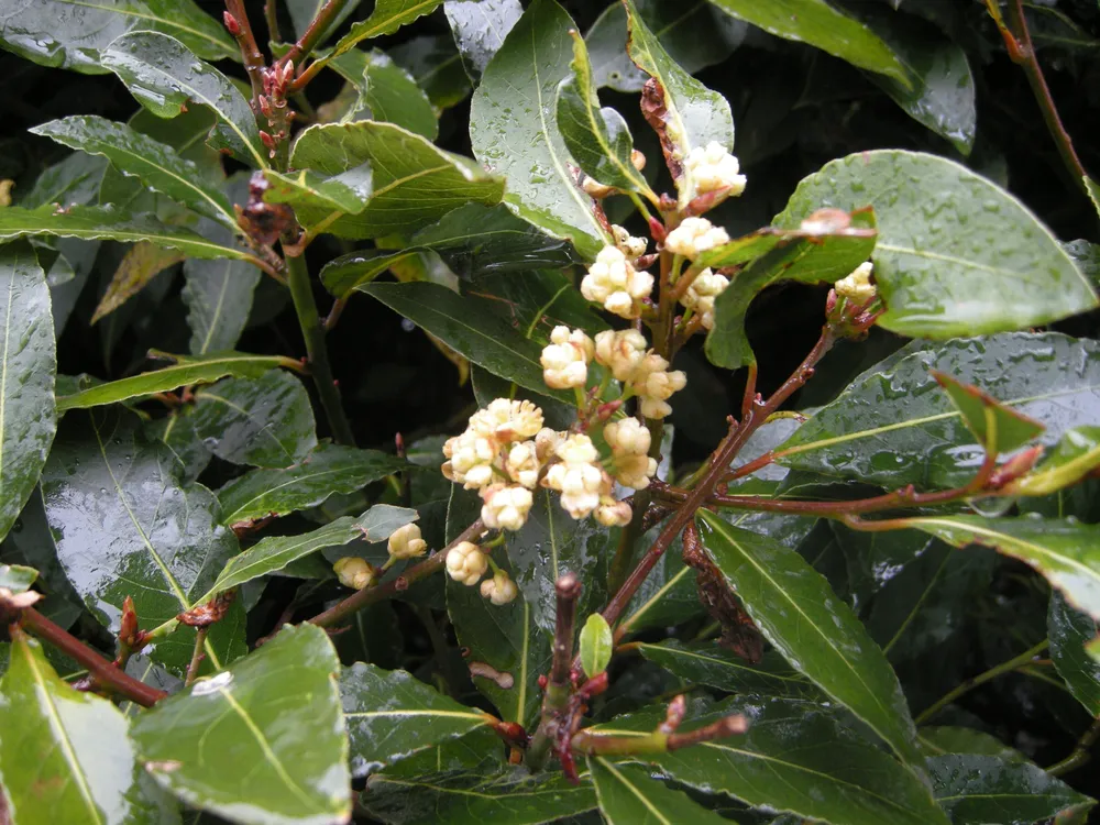 Лавр благородный Laurus Nobilis