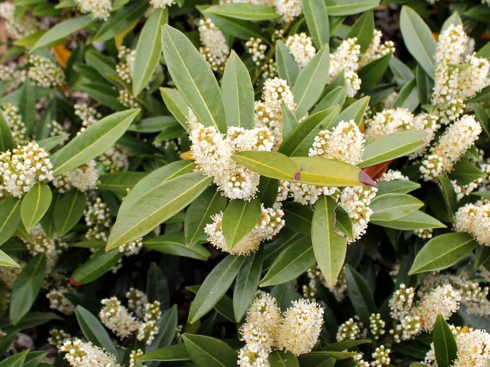 Лавровишня laurocerasus officinalis