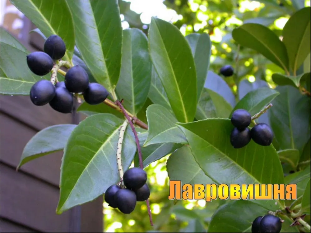 Лавровишня Prunus laurocerasus.