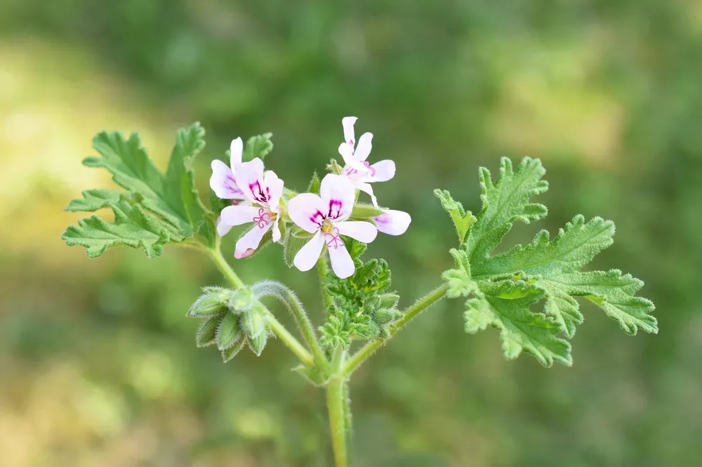 Lemon crispum пеларгония