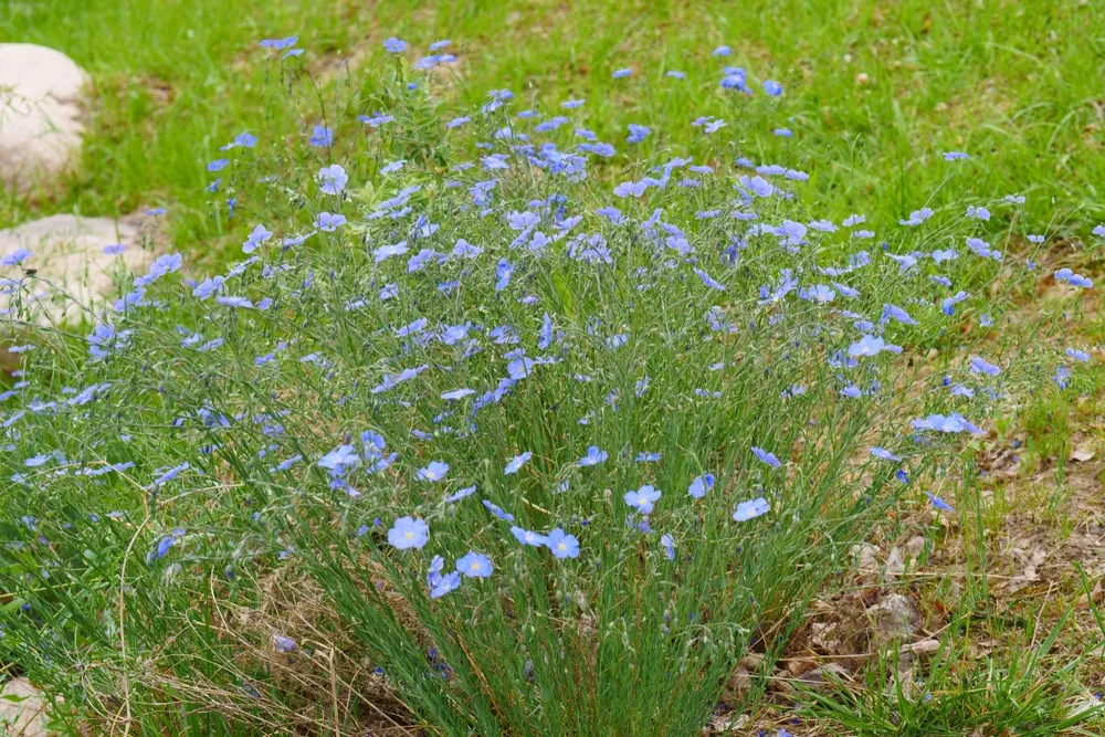 Лен многолетний Diamant Linum perenne