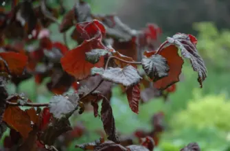 Лещина Corylus avellana Red Majestic