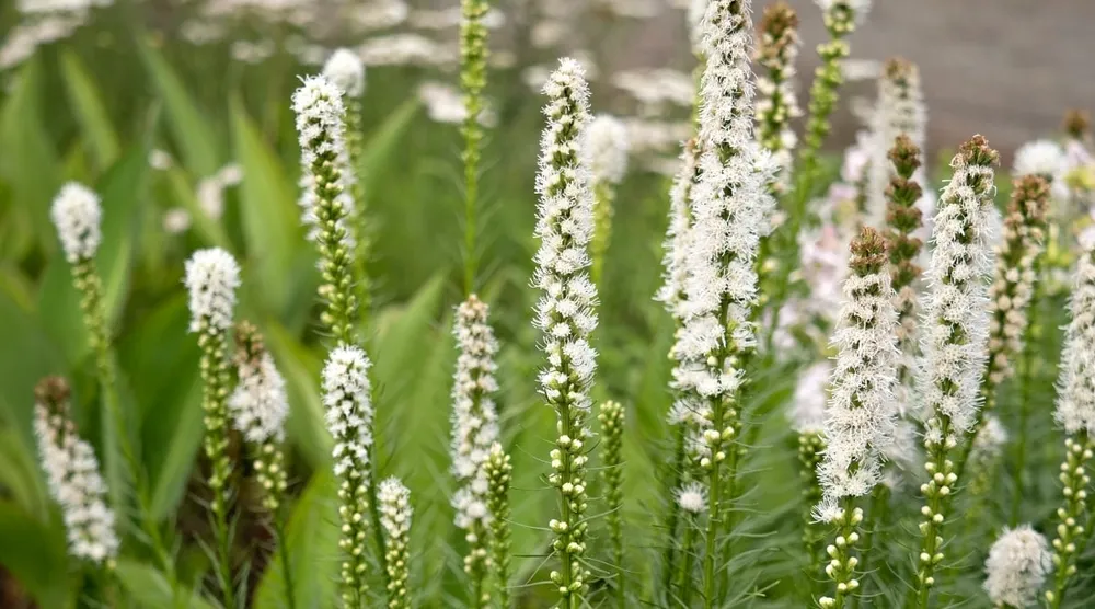 Лиатрис колосковый ‘Floristan Weiss’