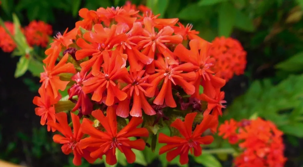 Лихнис халцедонский Lychnis chalcedonica