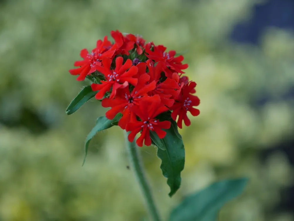 Лихнис халцедонский Lychnis chalcedonica