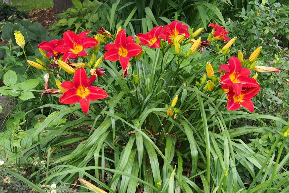 Лилейник гибридный Hemerocallis `Red rum`