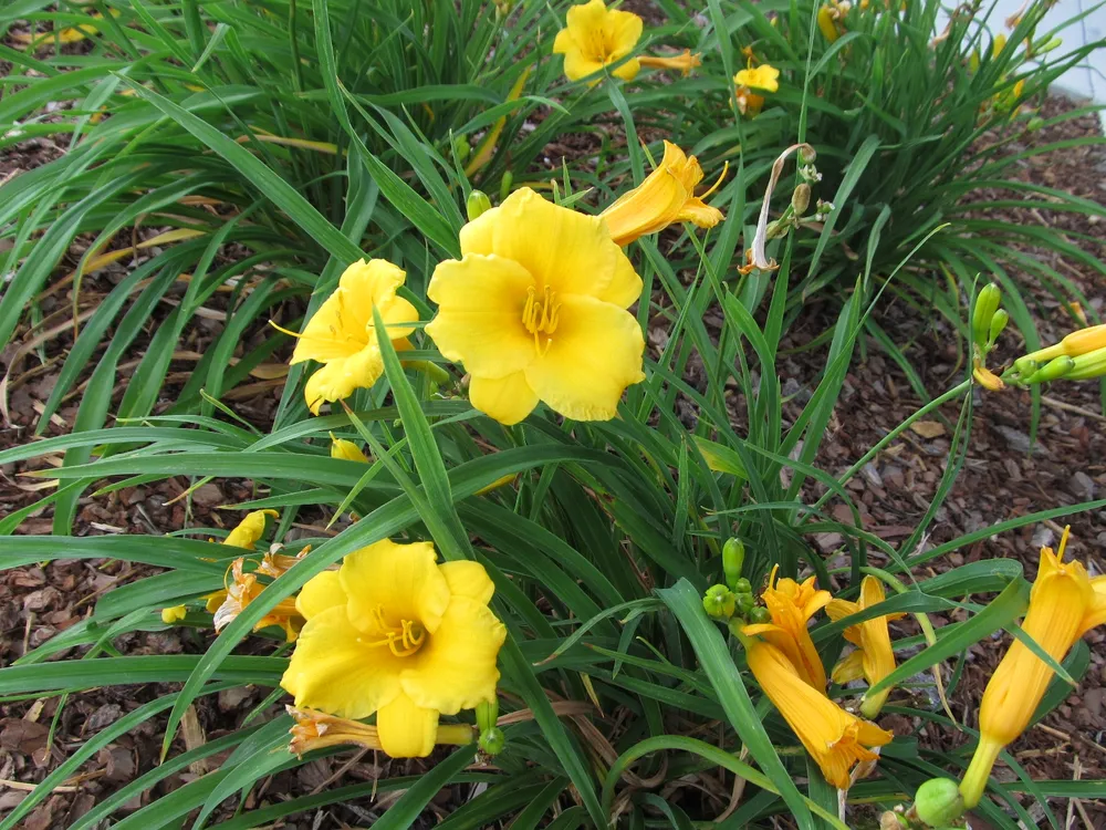 Лилейник гибридный Hemerocallis `Stella de Oro`