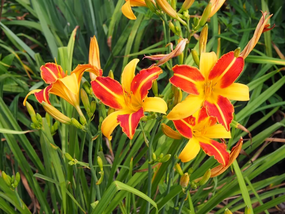 Лилейник Hemerocallis frans hals