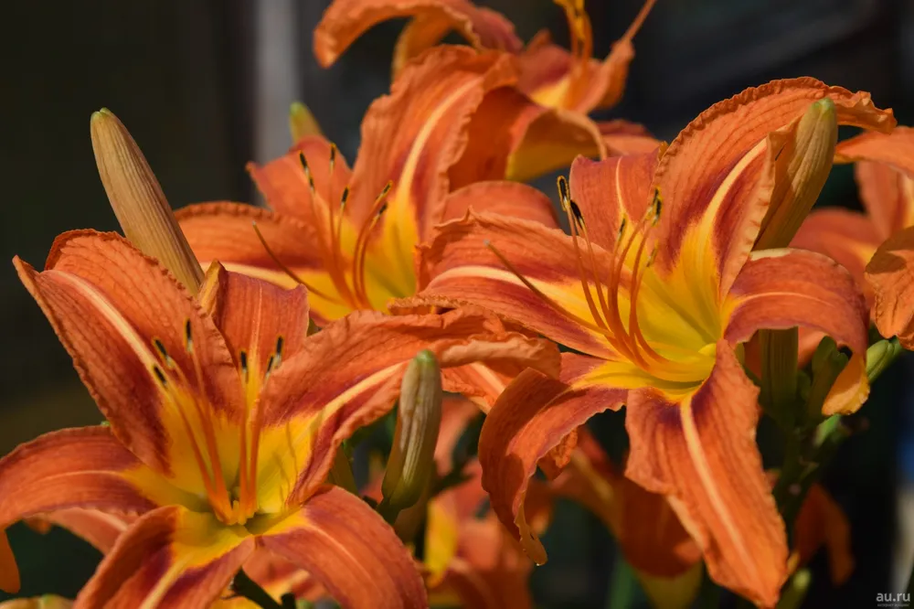 Лилейник Hemerocallis Orange