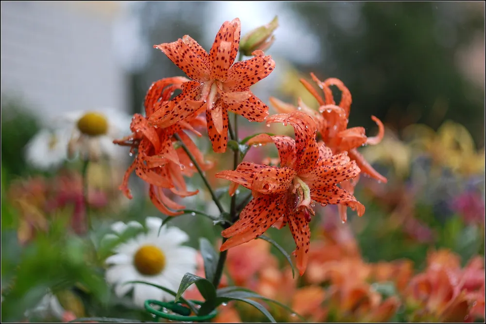 Лилия Flore pleno