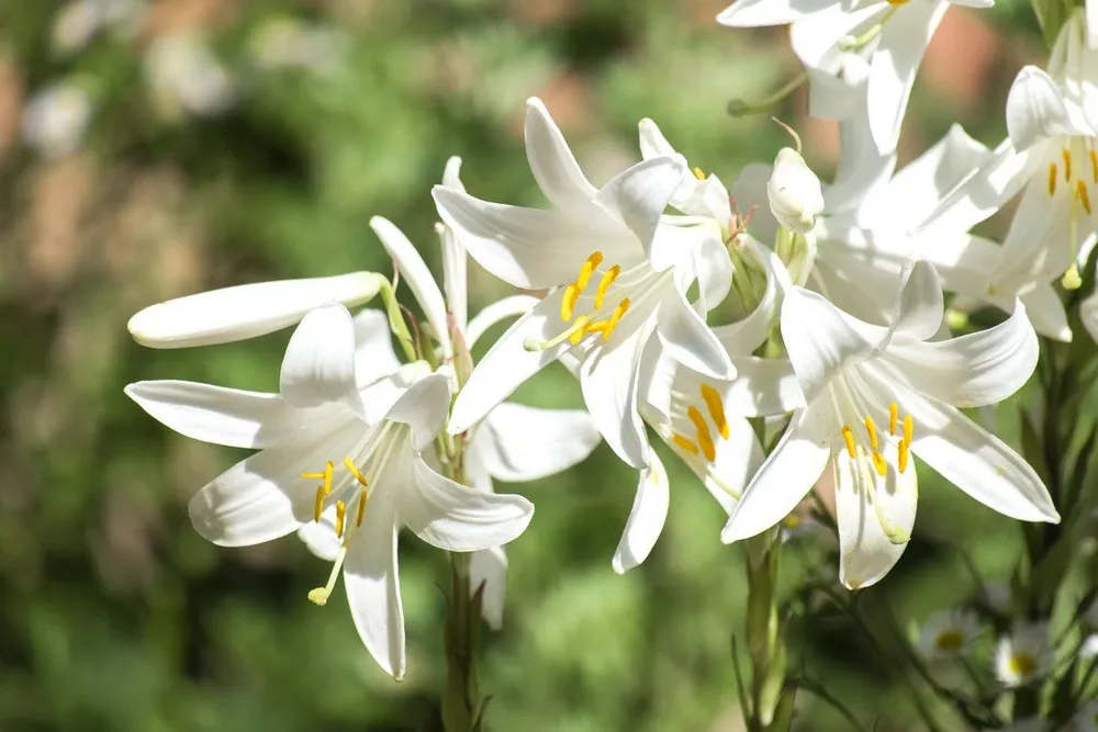 Лилия Кандидум Lilium candidum