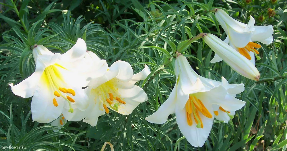 Лилия Кандидум Lilium candidum