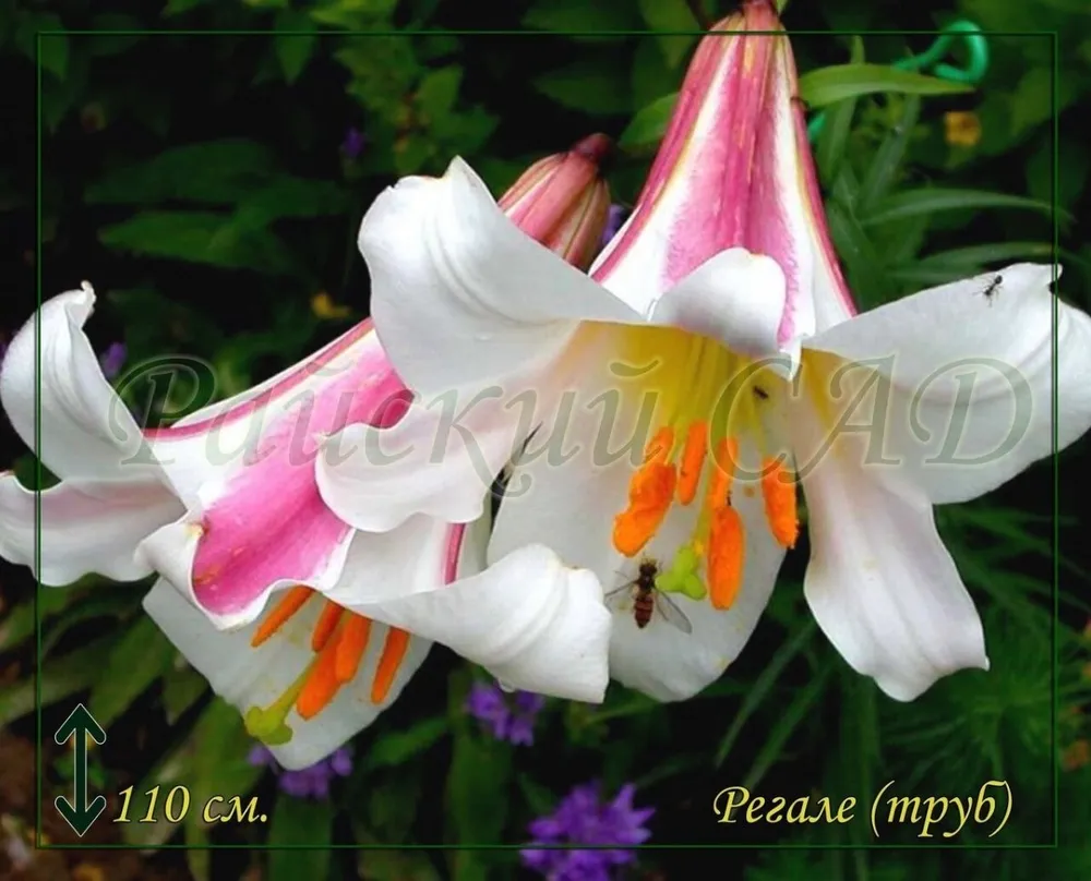 Лилия Королевская Lilium Regale