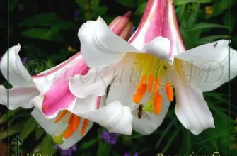 Лилия Королевская Lilium Regale