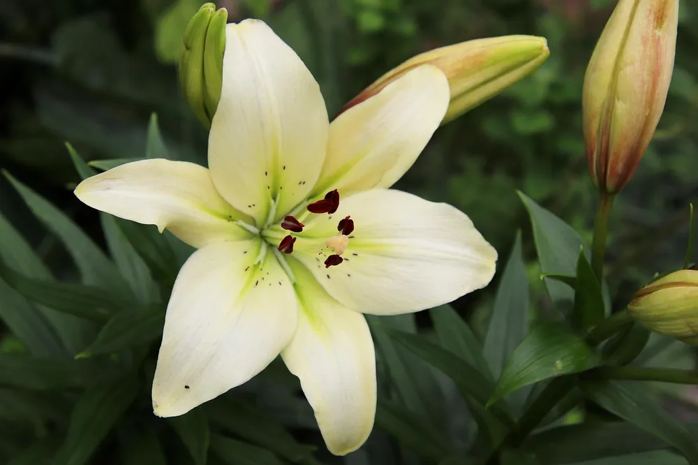 Лилия Королевская Lilium Regale