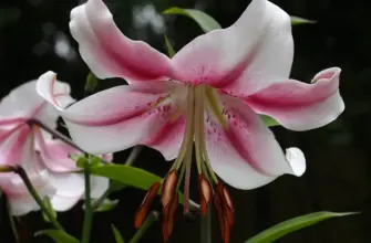 Лилия Lilium Anastasia