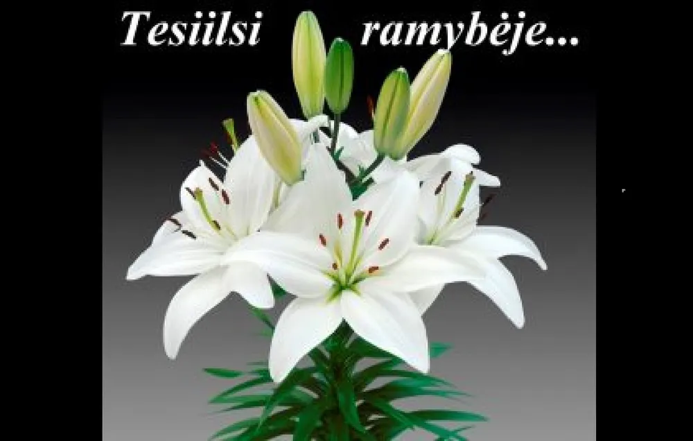 Лилия Lilium Asiatic White