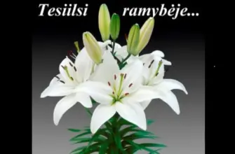 Лилия Lilium Asiatic White